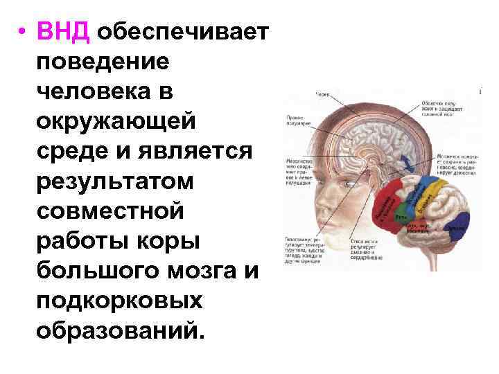  • ВНД обеспечивает поведение человека в окружающей среде и является результатом совместной работы