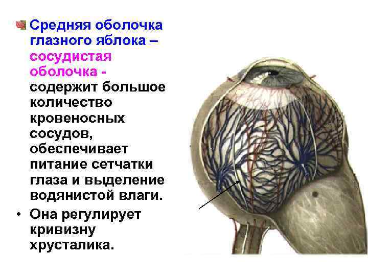 Средняя оболочка глазного яблока – сосудистая оболочка содержит большое количество кровеносных сосудов, обеспечивает питание