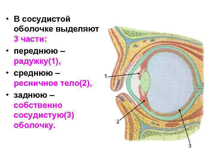  • В сосудистой оболочке выделяют 3 части: • переднюю – радужку(1), • среднюю