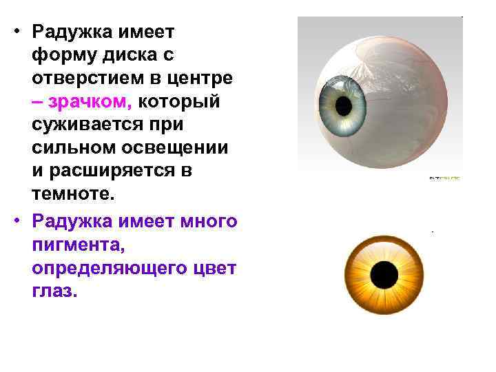  • Радужка имеет форму диска с отверстием в центре – зрачком, который суживается