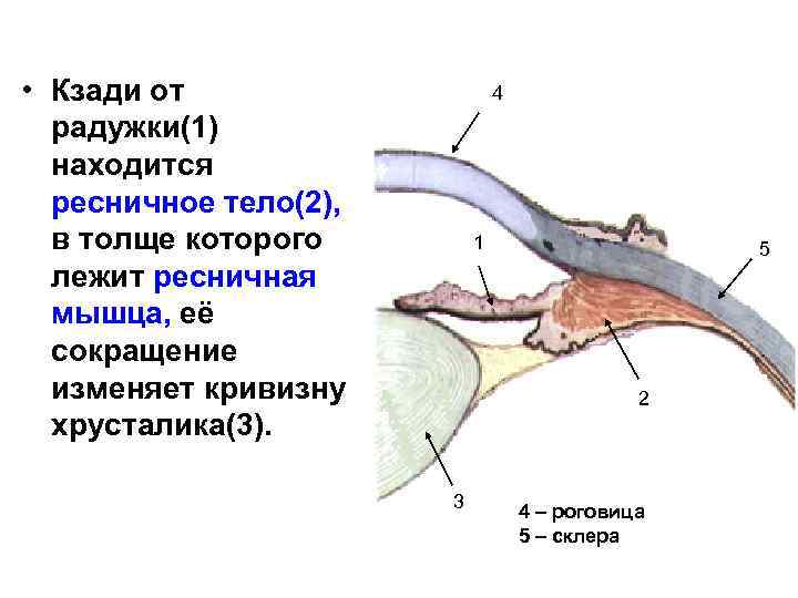  • Кзади от радужки(1) находится ресничное тело(2), в толще которого лежит ресничная мышца,