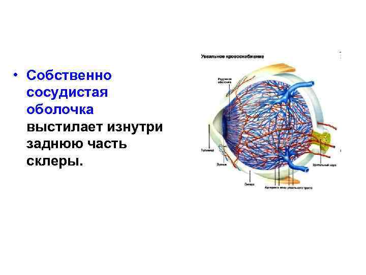  • Собственно сосудистая оболочка выстилает изнутри заднюю часть склеры. 