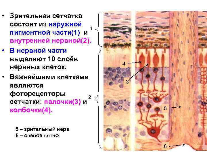 Сетчатка рисунок гистология