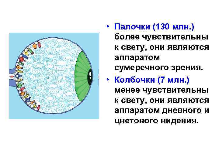  • Палочки (130 млн. ) более чувствительны к свету, они являются аппаратом сумеречного