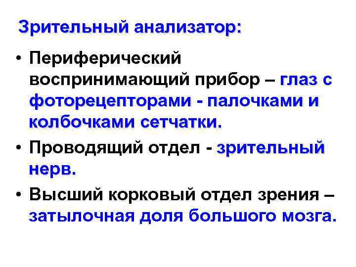 Зрительный анализатор: • Периферический воспринимающий прибор – глаз с фоторецепторами - палочками и колбочками