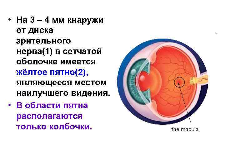 Место выхода зрительного нерва пятно. Место выхода зрительного нерва. Место выхода зрительного нерва из сетчатки. Диск зрительного нерва сетчатки. Слепое пятно это место выхода зрительного нерва.