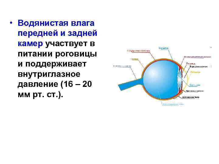  • Водянистая влага передней и задней камер участвует в питании роговицы и поддерживает