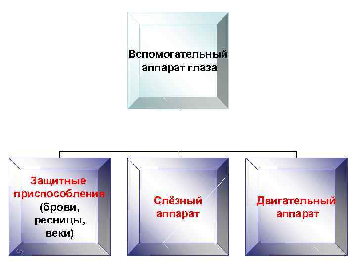 Вспомогательный аппарат глаза Защитные приспособления (брови, ресницы, веки) Слёзный аппарат Двигательный аппарат 