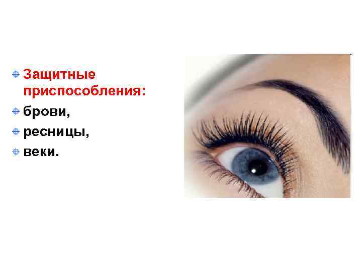 Защитные приспособления: брови, ресницы, веки. 