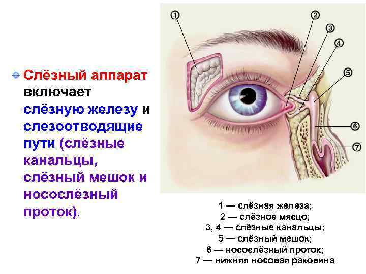 Слёзный аппарат включает слёзную железу и слезоотводящие пути (слёзные канальцы, слёзный мешок и носослёзный