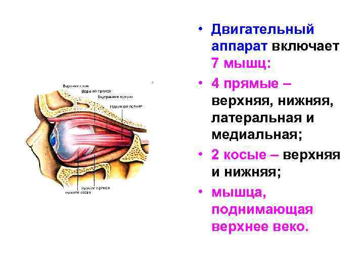  • Двигательный аппарат включает 7 мышц: • 4 прямые – верхняя, нижняя, латеральная