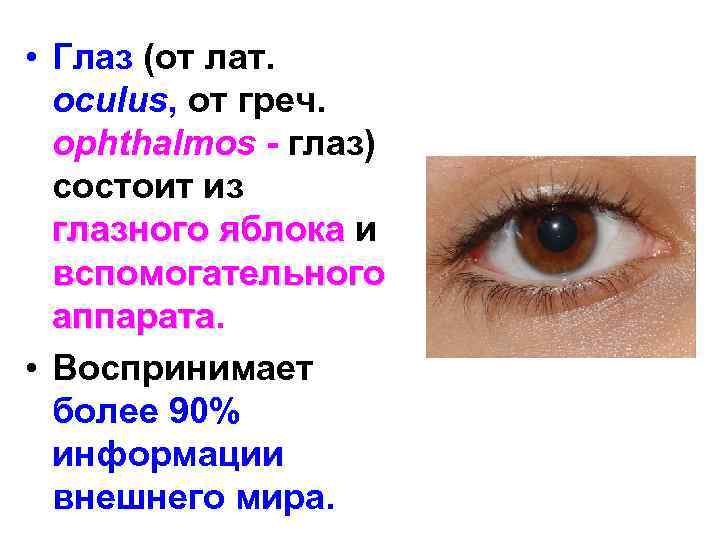  • Глаз (от лат. oculus, от греч. ophthalmos - глаз) состоит из глазного