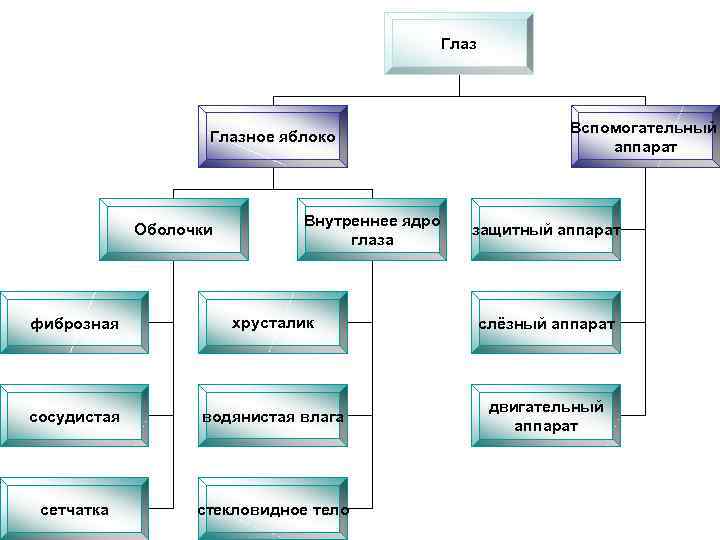 Глазное яблоко Оболочки Внутреннее ядро глаза Вспомогательный аппарат защитный аппарат фиброзная хрусталик слёзный аппарат