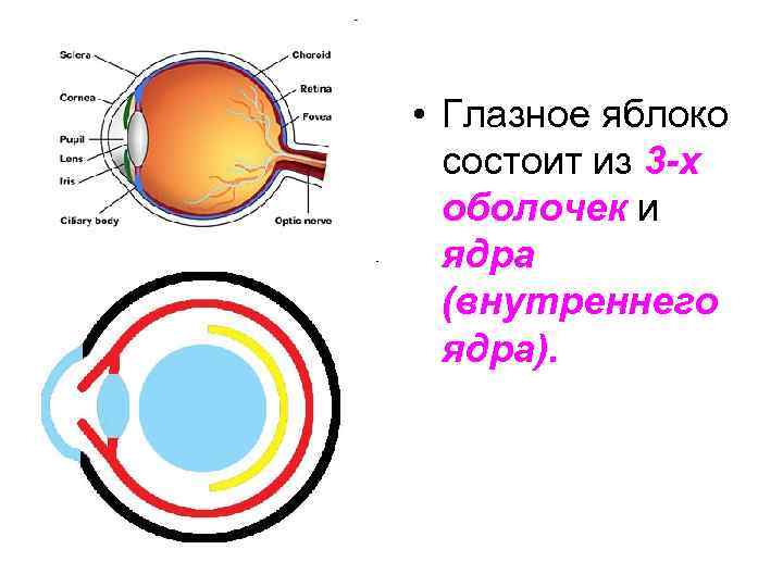  • Глазное яблоко состоит из 3 -х оболочек и ядра (внутреннего ядра). 