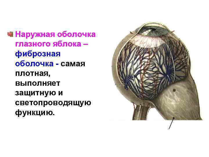 Наружная оболочка глазного яблока – фиброзная оболочка - самая плотная, выполняет защитную и светопроводящую