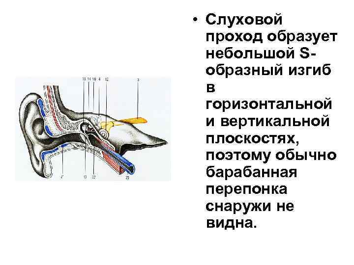  • Слуховой проход образует небольшой Sобразный изгиб в горизонтальной и вертикальной плоскостях, поэтому