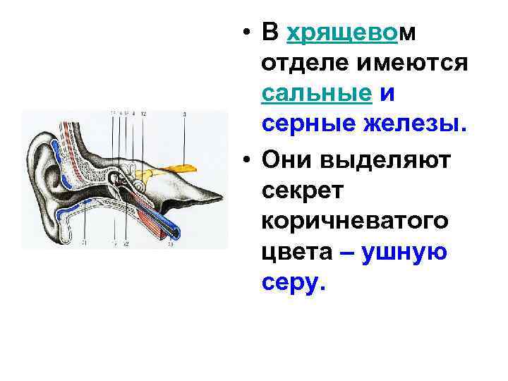 • В хрящевом отделе имеются сальные и серные железы. • Они выделяют секрет