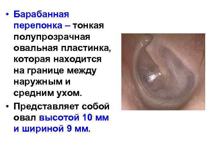 • Барабанная перепонка – тонкая полупрозрачная овальная пластинка, которая находится на границе между