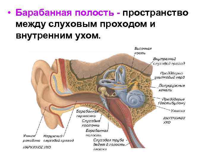  • Барабанная полость - пространство между слуховым проходом и внутренним ухом. 