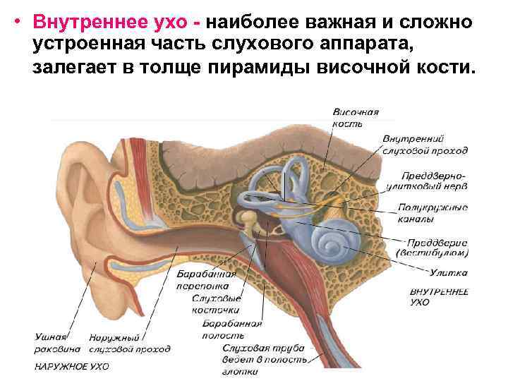  • Внутреннее ухо - наиболее важная и сложно устроенная часть слухового аппарата, залегает