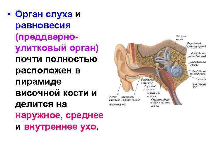  • Орган слуха и равновесия (преддверноулитковый орган) почти полностью расположен в пирамиде височной