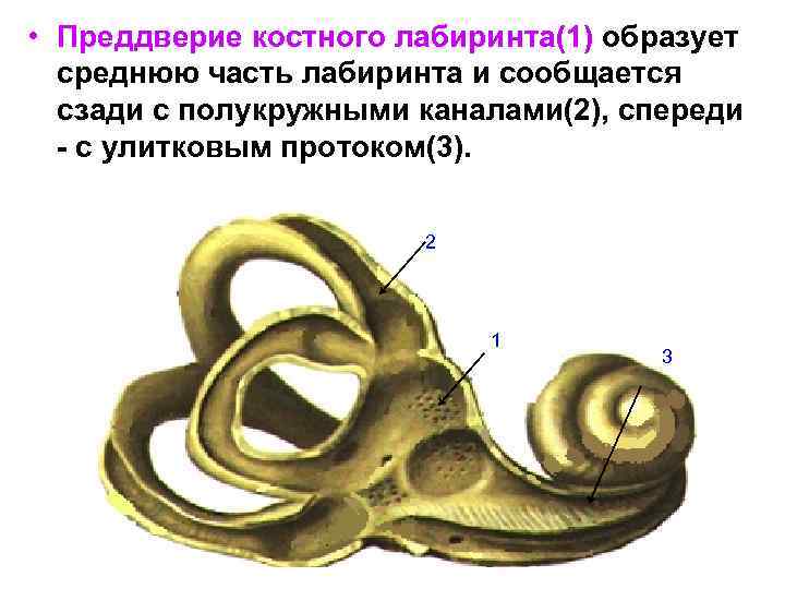  • Преддверие костного лабиринта(1) образует среднюю часть лабиринта и сообщается сзади с полукружными