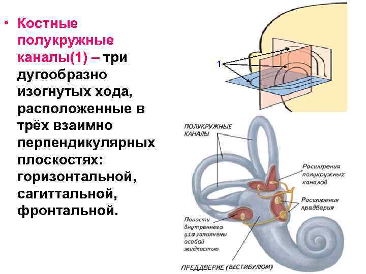  • Костные полукружные каналы(1) – три дугообразно изогнутых хода, расположенные в трёх взаимно