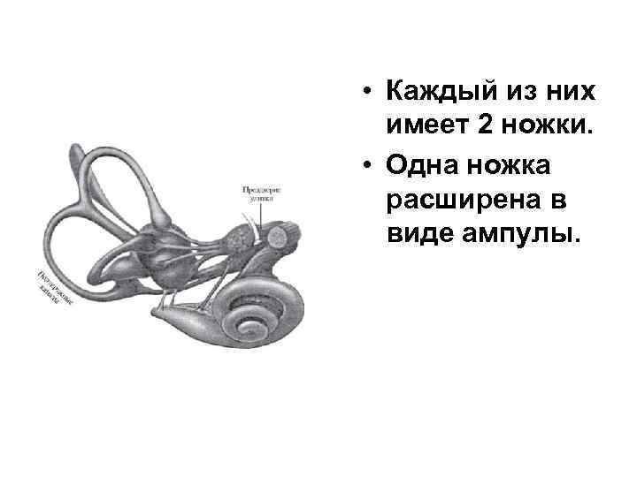  • Каждый из них имеет 2 ножки. • Одна ножка расширена в виде