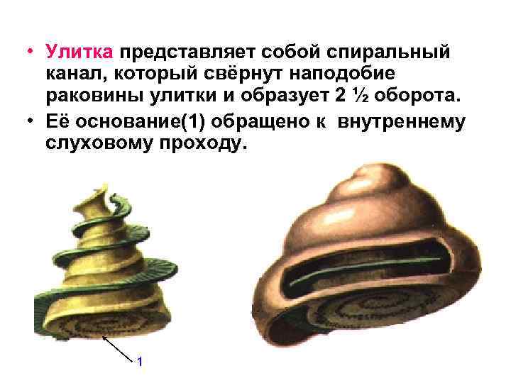  • Улитка представляет собой спиральный канал, который свёрнут наподобие раковины улитки и образует