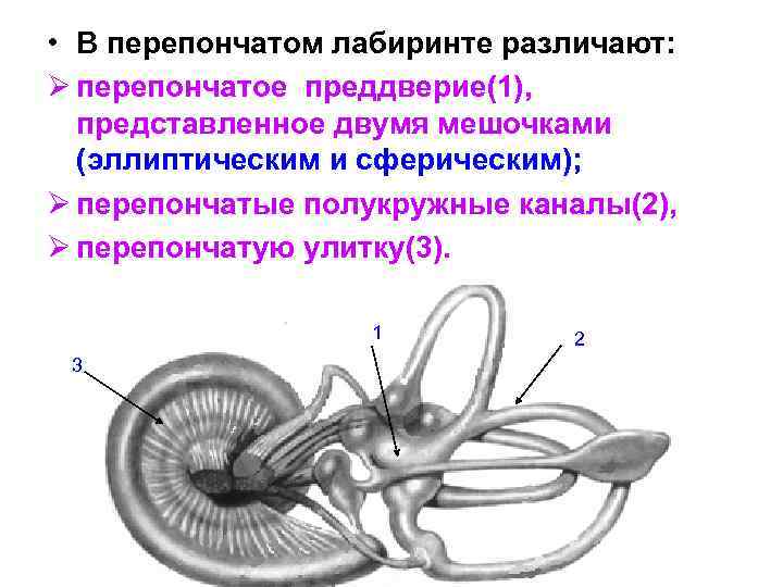  • В перепончатом лабиринте различают: Ø перепончатое преддверие(1), представленное двумя мешочками (эллиптическим и