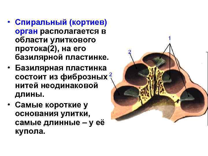  • Спиральный (кортиев) орган располагается в области улиткового протока(2), на его базилярной пластинке.
