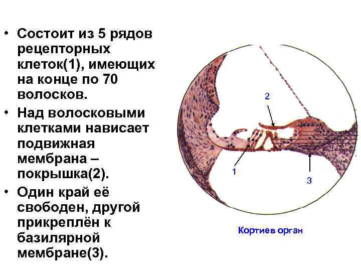  • Состоит из 5 рядов рецепторных клеток(1), имеющих на конце по 70 волосков.