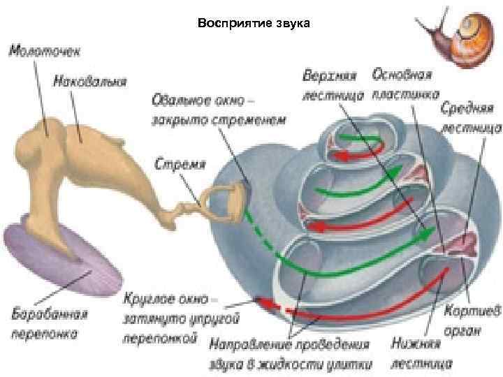 Схема слухового восприятия