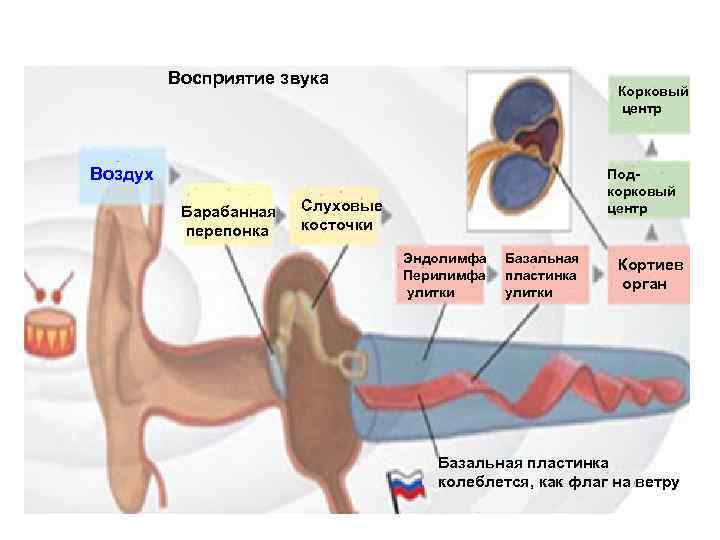 Восприятие звука Корковый центр Воздух Барабанная перепонка Подкорковый центр Слуховые косточки Эндолимфа Перилимфа улитки
