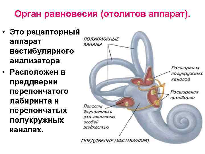 Орган равновесия (отолитов аппарат). • Это рецепторный аппарат вестибулярного анализатора • Расположен в преддверии