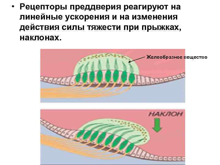  • Рецепторы преддверия реагируют на линейные ускорения и на изменения действия силы тяжести