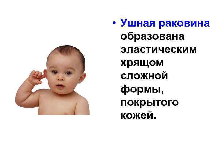  • Ушная раковина образована эластическим хрящом сложной формы, покрытого кожей. 