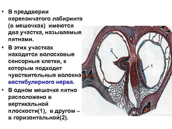  • В преддверии перепончатого лабиринта (в мешочках) имеются два участка, называемые пятнами. •