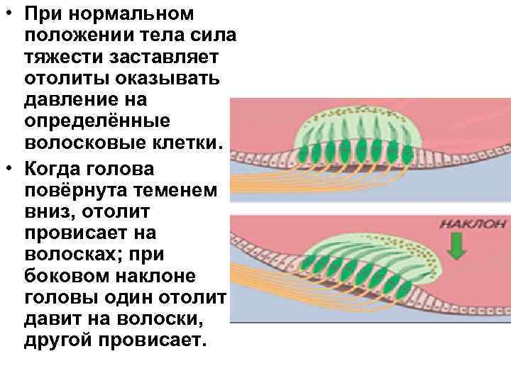  • При нормальном положении тела сила тяжести заставляет отолиты оказывать давление на определённые
