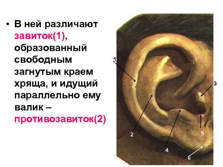  • В ней различают завиток(1), образованный свободным загнутым краем хряща, и идущий параллельно