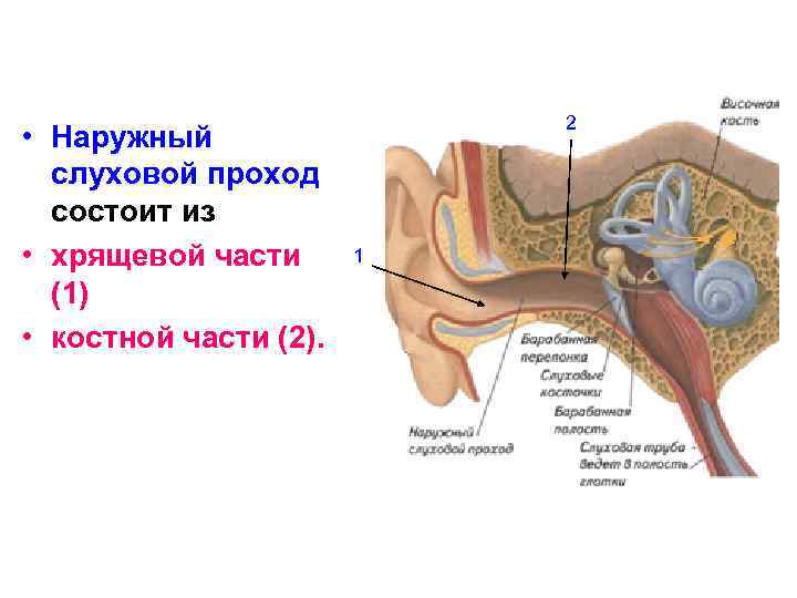  • Наружный слуховой проход состоит из • хрящевой части (1) • костной части