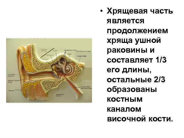  • Хрящевая часть является продолжением хряща ушной раковины и составляет 1/3 его длины,