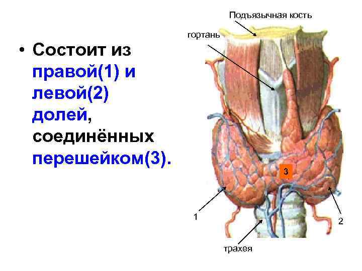 Подъязычная кость • Состоит из правой(1) и левой(2) долей, соединённых перешейком(3). гортань 3 1