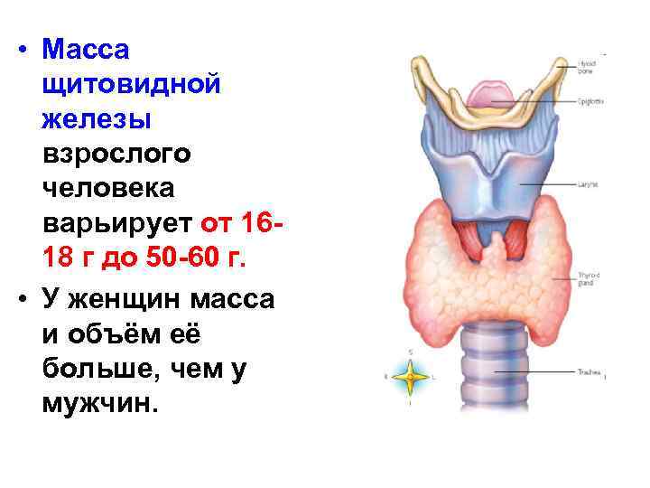  • Масса щитовидной железы взрослого человека варьирует от 1618 г до 50 -60