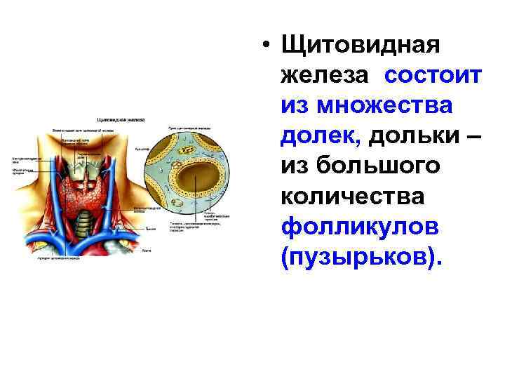  • Щитовидная железа состоит из множества долек, дольки – из большого количества фолликулов