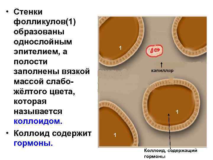  • Стенки фолликулов(1) образованы однослойным эпителием, а полости заполнены вязкой массой слабожёлтого цвета,