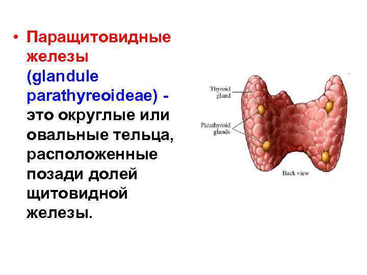  • Паращитовидные железы (glandule parathyreoideae) это округлые или овальные тельца, расположенные позади долей