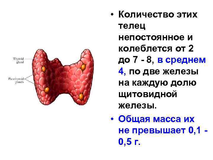  • Количество этих телец непостоянное и колеблется от 2 до 7 - 8,