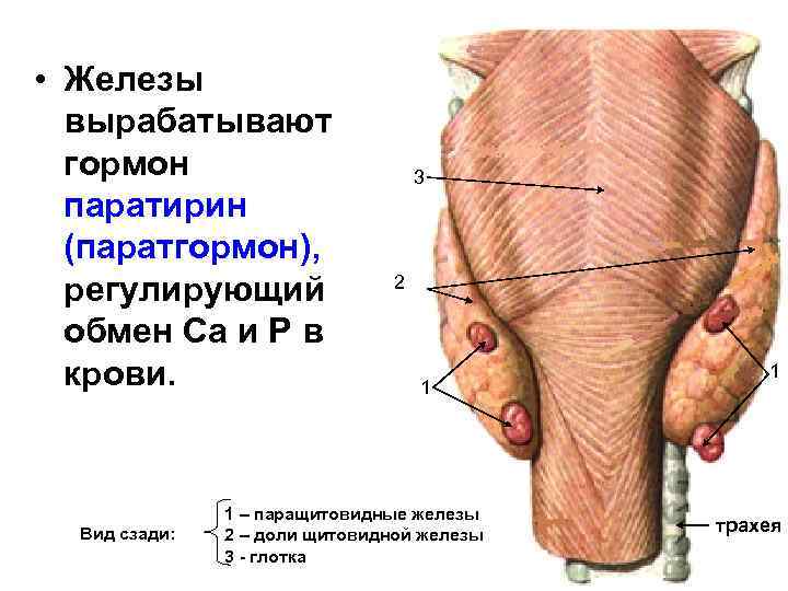  • Железы вырабатывают гормон паратирин (паратгормон), регулирующий обмен Са и Р в крови.