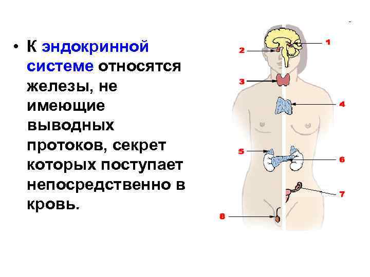  • К эндокринной системе относятся железы, не имеющие выводных протоков, секрет которых поступает